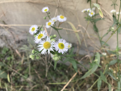 一年蓬小飞蓬小菊花