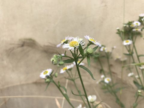 一年蓬小飞蓬小菊花