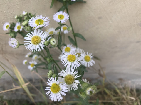 一年蓬小飞蓬小菊花