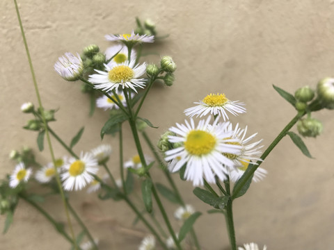 一年蓬小飞蓬小菊花