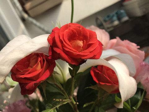 月季花