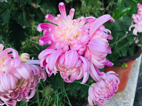 菊花