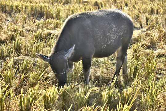 稻田里的水牛