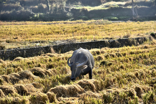 稻田里的水牛