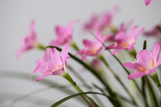 粉色韭兰花