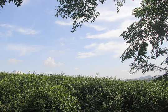 茶园天空景色