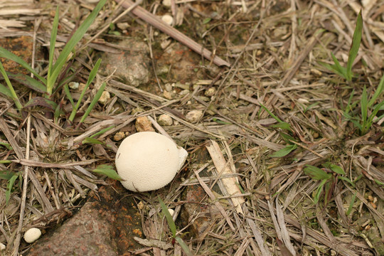 草地上的一朵蘑菇