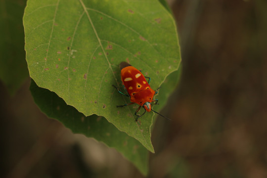 叶片上的橙红色盾蝽