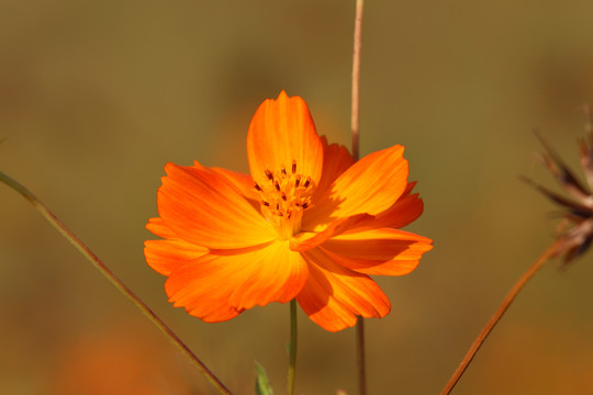 硫华菊