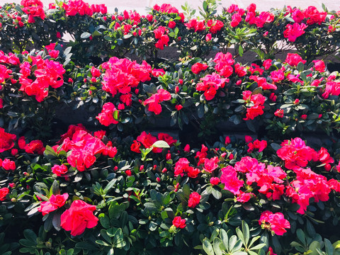 鲜花背景