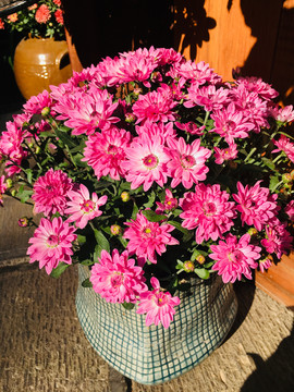 菊花盆栽