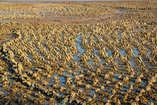 泉州湾内用于海蛎养殖生长的石头