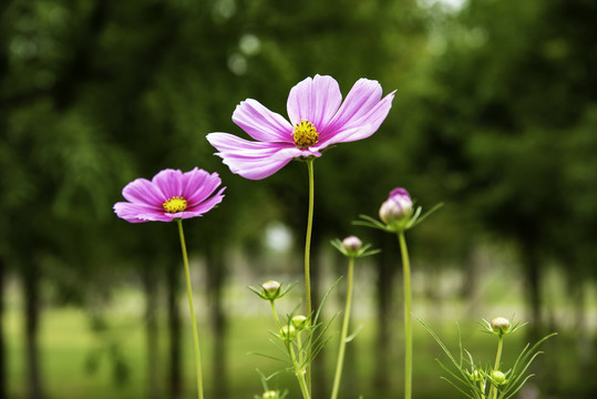 格桑花