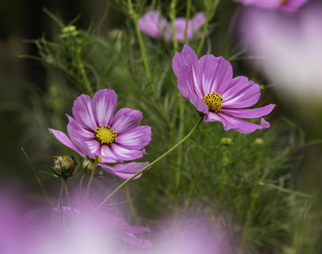 格桑花