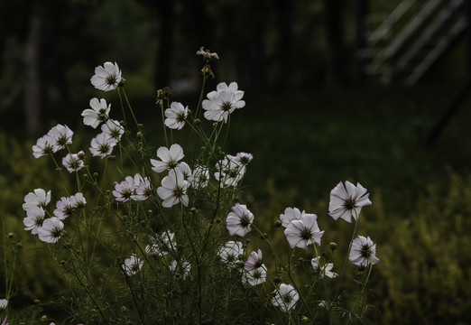 格桑花