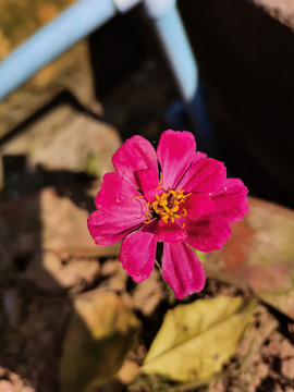 阳光下的花朵