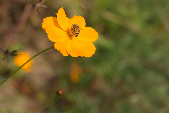 秋英花蜜蜂