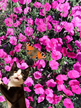 花丛中的猫咪