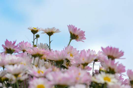 公园里的一簇雏菊