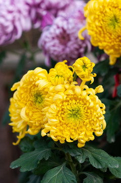 菊花