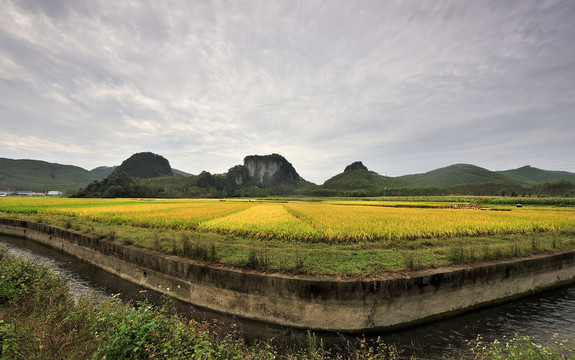 稻田秋景