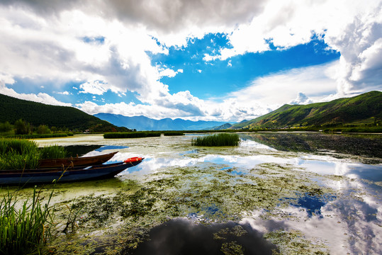 湿地风景