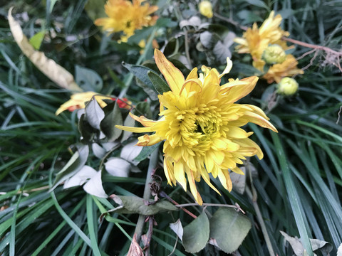 菊花