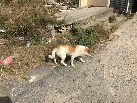 中华田园犬