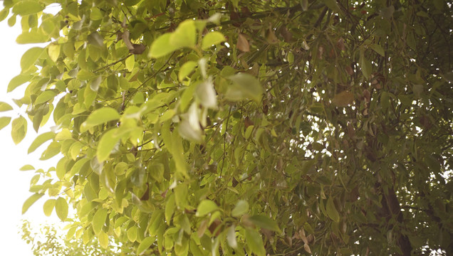 植物