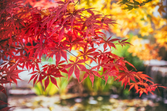 日本红枫多彩秋色