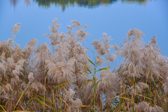 湖边芦苇