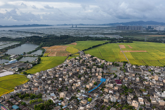 中山市南朗镇村落与稻田