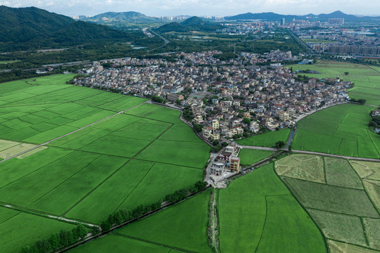 中山市南朗镇村落与稻田