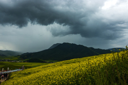 日月山油菜