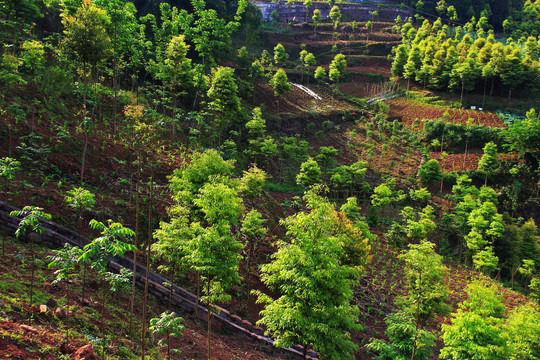 阳光山地树林