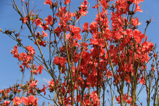 红色树花