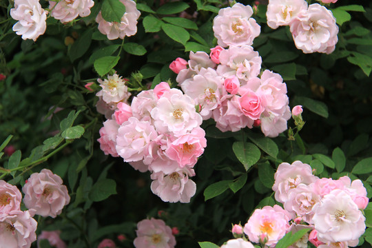 蔷薇花