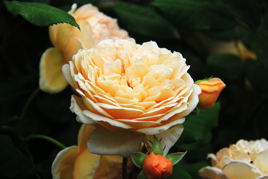 月季花七姊妹