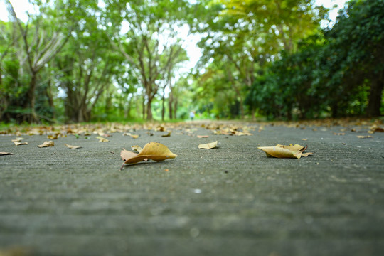 秋天地面上散落的落叶