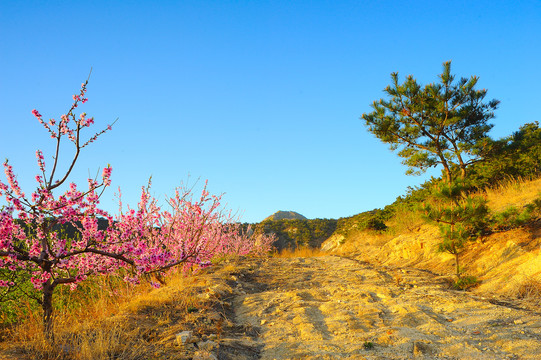 山间小路