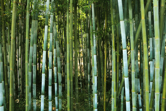 竹茎