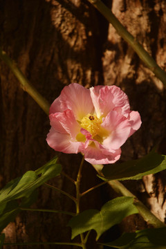 芙蓉花开