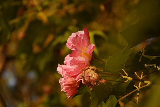 木芙蓉