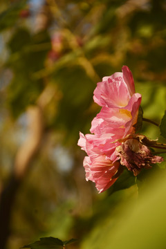 芙蓉花开