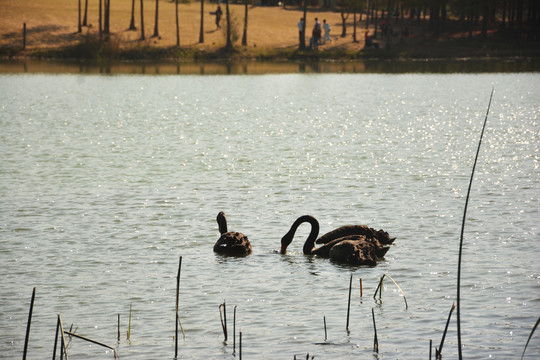 湖中黑天鹅