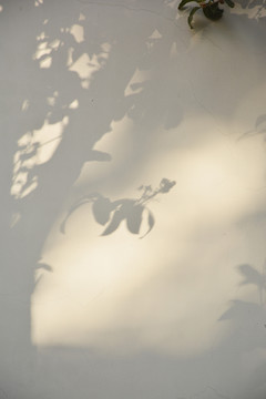 桂树树影