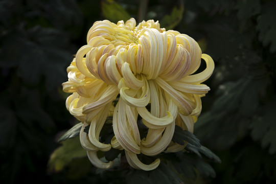 黄色秋菊