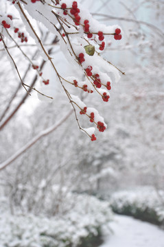 枝头雪