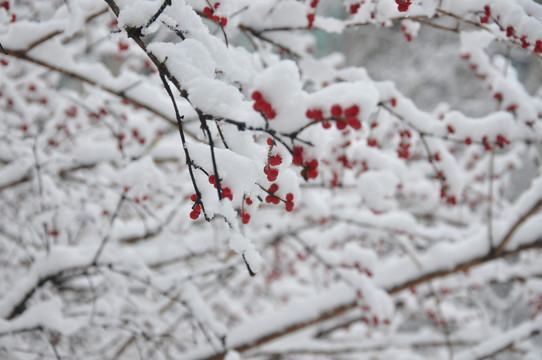 冬雪