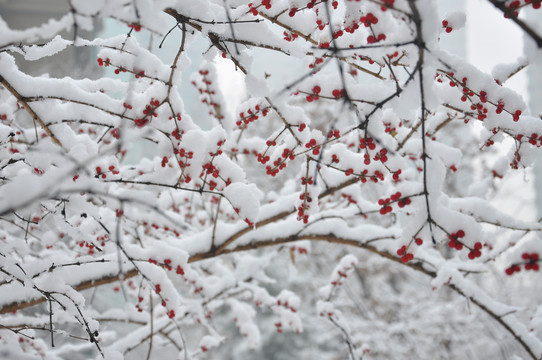 雪